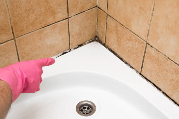 Best Attic Mold Removal  in Searles Valley, CA